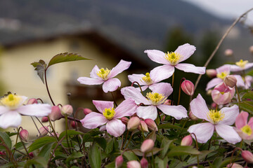 Mountain clematis montana rubens blooming in late spring