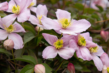 Mountain clematis montana rubens blooming in late spring