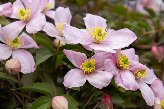 Mountain clematis montana rubens blooming in late spring
