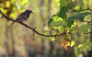 Tiny bird on sunny green branch of maple - Powered by Adobe