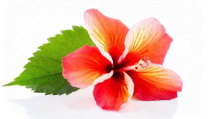 hawaiian hibiscus flower isolated