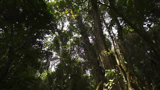Forest in Cameroon, Africa