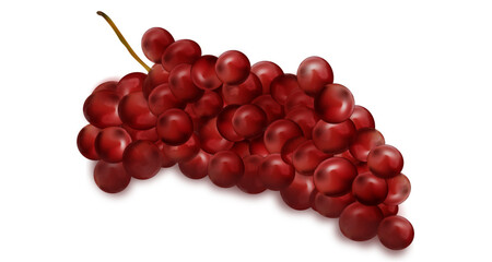 cranberries vector