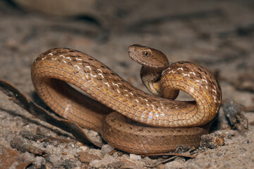 Mock viper coils in a defensive posture before disappearing back into the leaf litter.