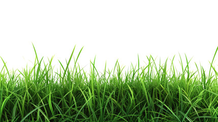 Green grass on transparent background.  Spring or summer plant lawn