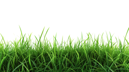 Green grass on transparent background.  Spring or summer plant lawn
