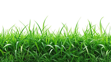 Obraz premium Green grass on transparent background. Spring or summer plant lawn