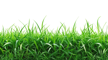 Green grass on transparent background.  Spring or summer plant lawn