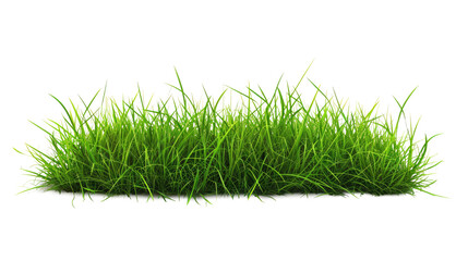 Green grass on transparent background. Spring or summer plant lawn