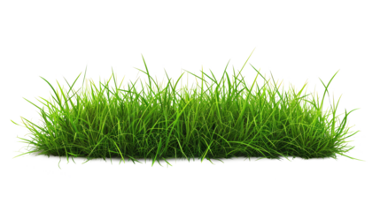 Green grass on transparent background.  Spring or summer plant lawn