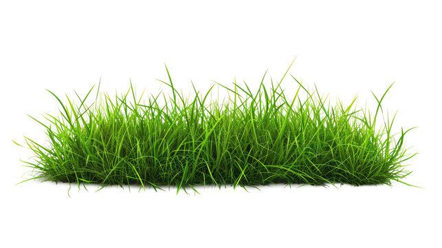 Green grass on transparent background.  Spring or summer plant lawn