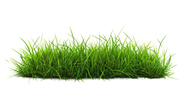 Green grass on transparent background.  Spring or summer plant lawn