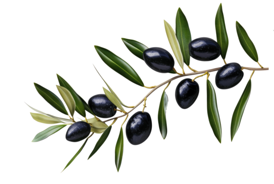 olive branch with black olives on transparent background isolated