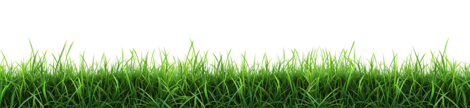 Green grass on transparent background.  Spring or summer plant lawn