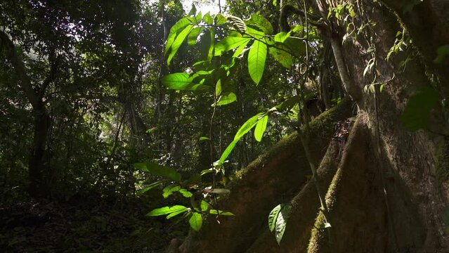 Jungle in Cameroon, Africa