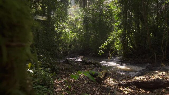 Jungle in Cameroon, Africa