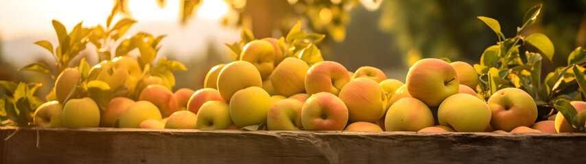 Yellow apples harvested in a wooden box in apple orchard with sunset. Natural organic fruit abundance. Agriculture, healthy and natural food concept. Horizontal composition.