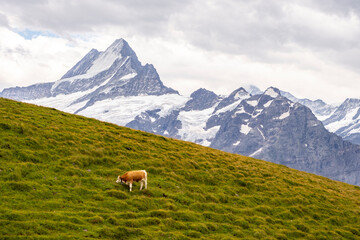 brown and white swiss cow with a cowbell grazing in an alpine pasture in the Swiss Alps