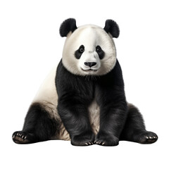 Panda clip art