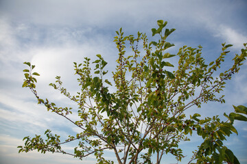 Ripe mulberries on tree branches against the sky.