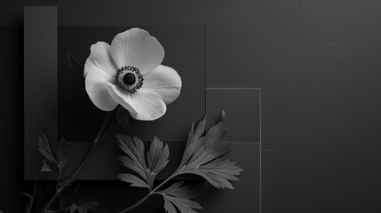 A minimalist funeral layout with geometric black shapes and a single white anemone flower. 