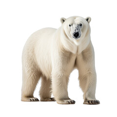 Polar bear clip art