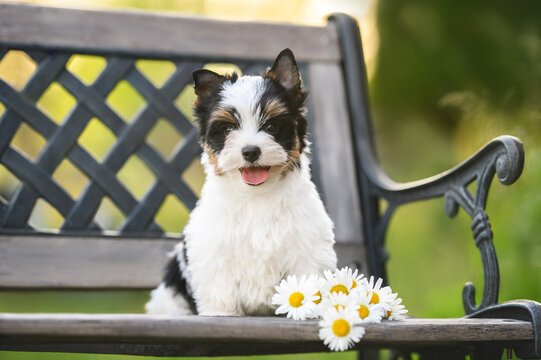 happy biewer yorkie puppy sitting on a bench outdoors