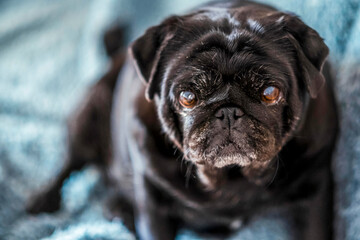 Cute black pug sitting on warm blue blanket at home. Domestic dog looks into the room and enjoys the warmth indoors in the house on the sofa and soft blanket. Heating season concept