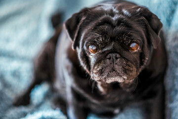Cute black pug sitting on warm blue blanket at home. Domestic dog looks into the room and enjoys...