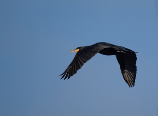 Kormoran