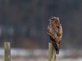 Bussard