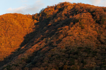 夕陽に染まる木々

