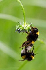 Avejorros colgados de una flor