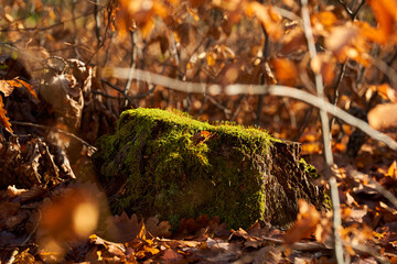 Moss on oak tree