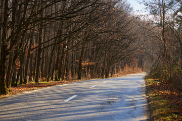 Road through a forest in a warm winter