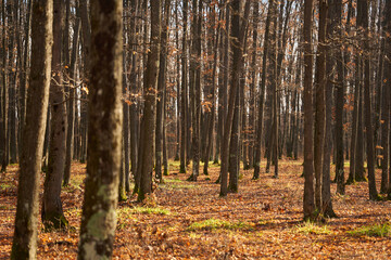 Warm winter in the forest