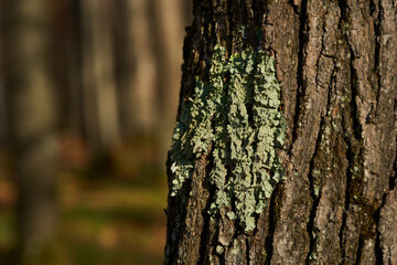Macro of lichen on oak bark