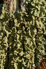 Macro of lichen on oak bark