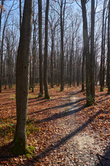 Warm winter in the forest