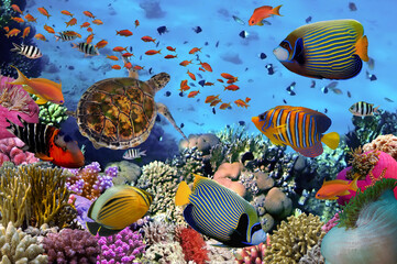 colorful coral reef with many fishes - 715480698