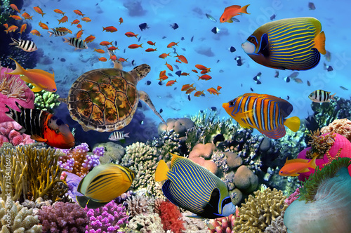 Colourful coral heads surrounded by reef fish