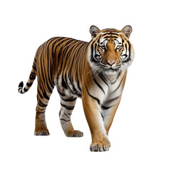 Tiger clip art