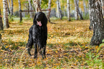 Portrait of black flat-coated retriever walking and playing in the autumn park, purebred dog against the backdrop of urban nature