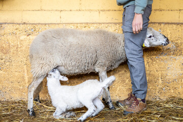 Farmer with a baby lamb suckling from its sheep mother on a rural organic farm. Outdoor animal care...