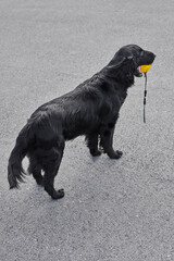 Portrait of black flat-coated retriever walking and playing on the asphalt street, purebred dog against the backdrop of urban