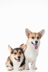 Pembroke Welsh Corgi portrait isolated on white studio background with copy space, family of two purebred dogs