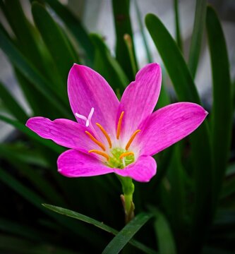 Close-up of a pink Zephyranthes minuta flower surrounded by green plants
