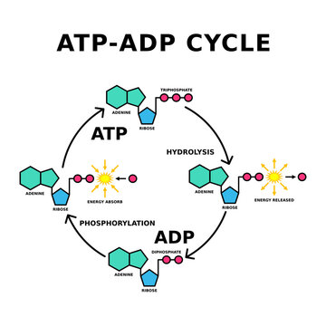 ATP ADP cycle. Phosphorylation. Adenosine triphosphate release energy and becomes adenosine diphosphate. ADP can be reversed back into ATP by adding a phosphate. Energy transfer. Vector illustration