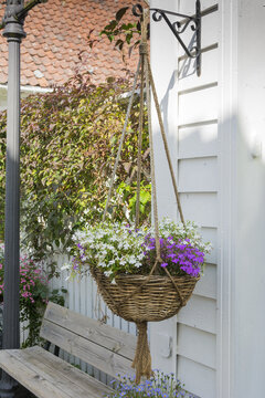 White and purple aubretia plant in a hanging basket outside a house.