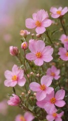 Obraz premium Beautiful tender gentle delicate flower background with small pink flowers. horizontal. copy space.